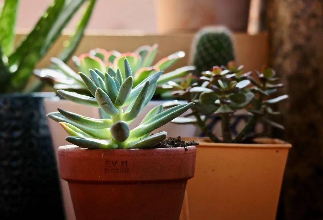 春雨綿綿時(shí)的室內(nèi)植物養(yǎng)護(hù)：改善空氣質(zhì)量與心情:室內(nèi)環(huán)境改善
