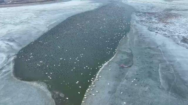 生態環境持續改善 大批候鳥飛抵桑干河:室內環境改善
